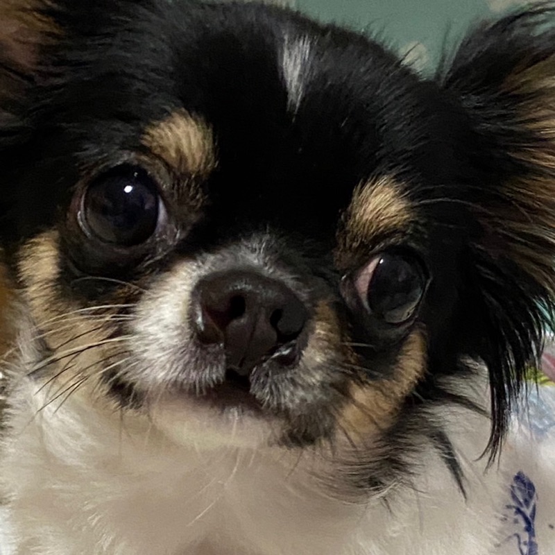 くわやまなおこ