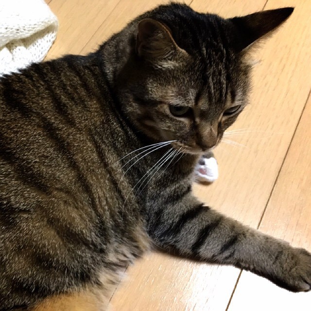 さいとうゆき
