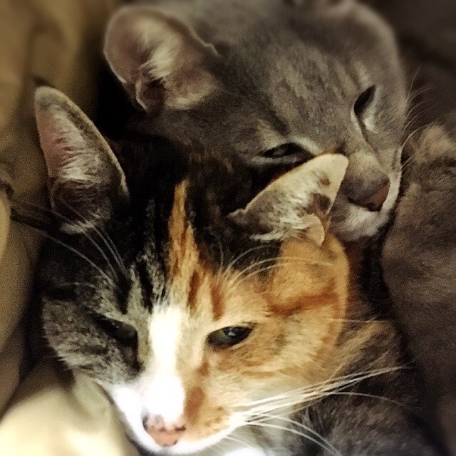 猿渡三枝