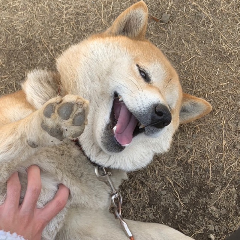 杉田