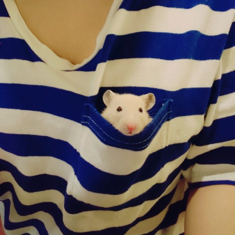 あかぴ
