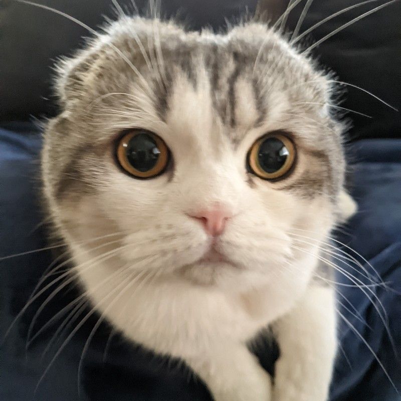 しばきち