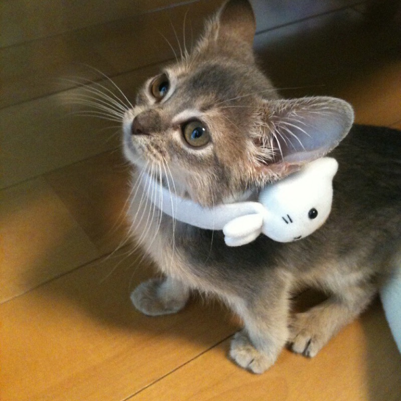sato
