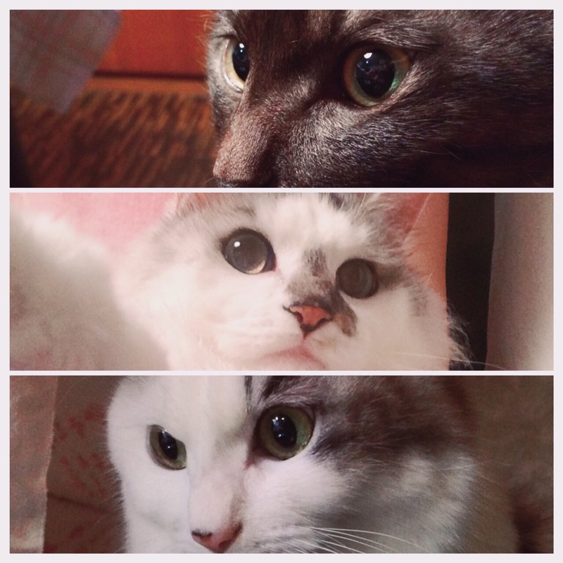 のあこ