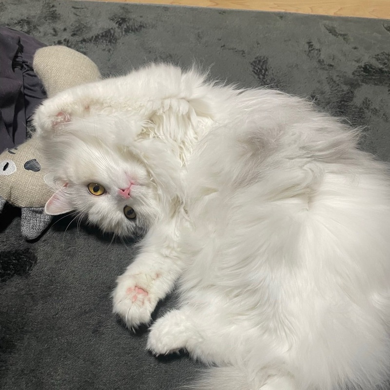 ふじ