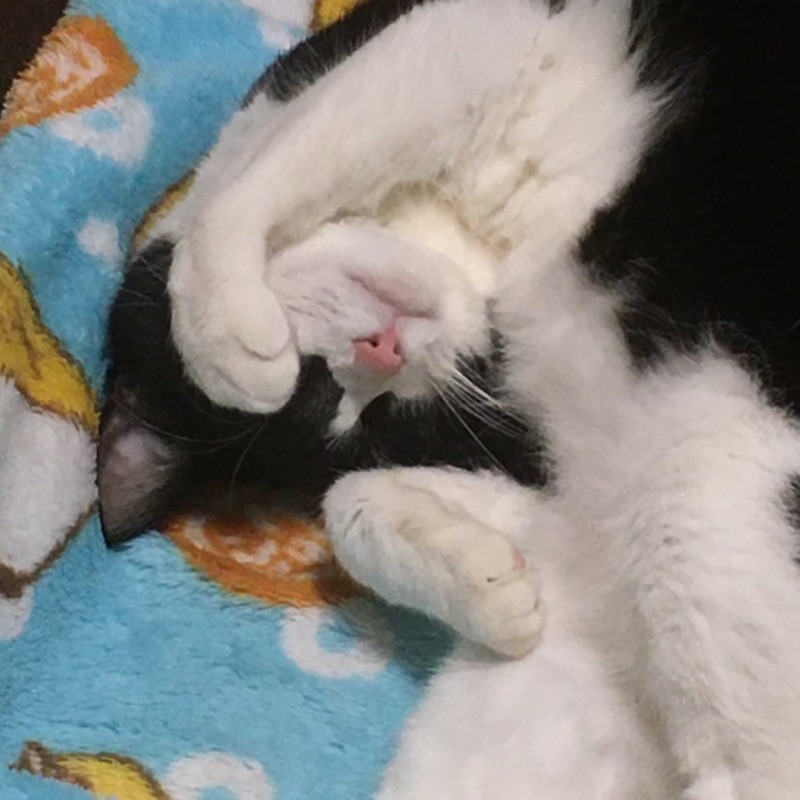 さやか