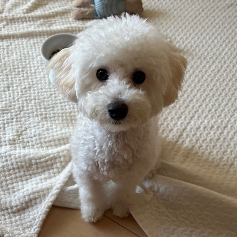 あめりん