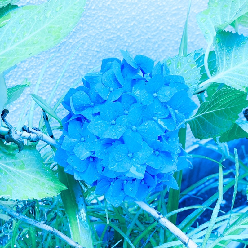 あめ