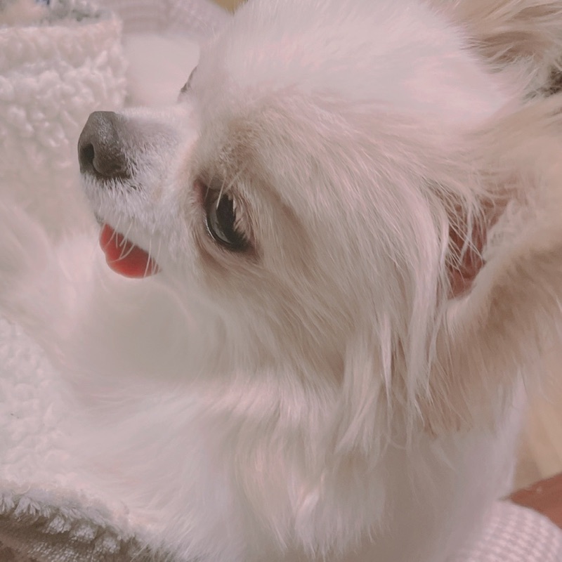 さくら