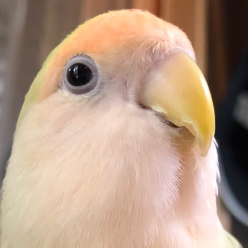 大熊純子