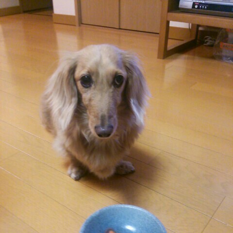 てんてん。
