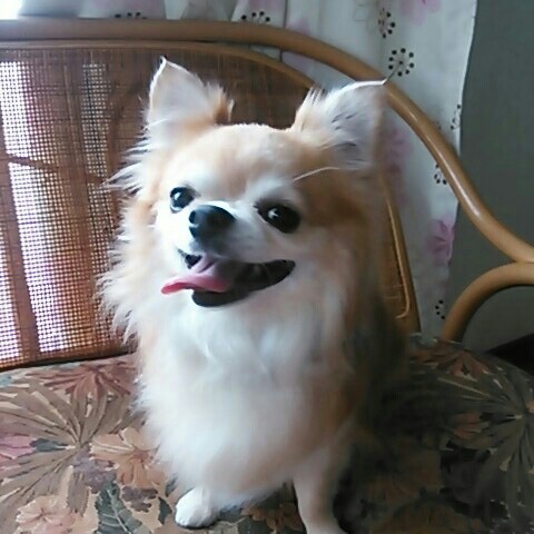 tocco