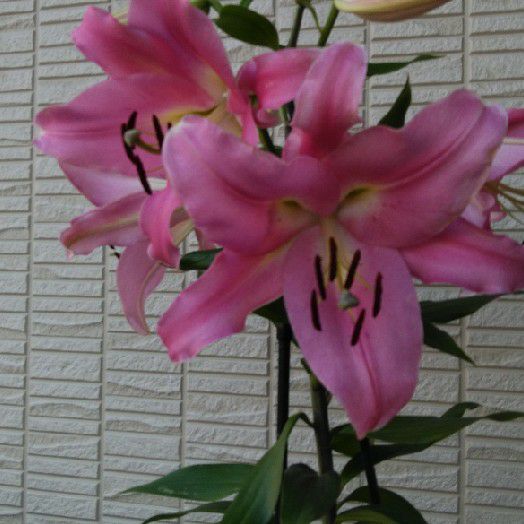 森糸千恵