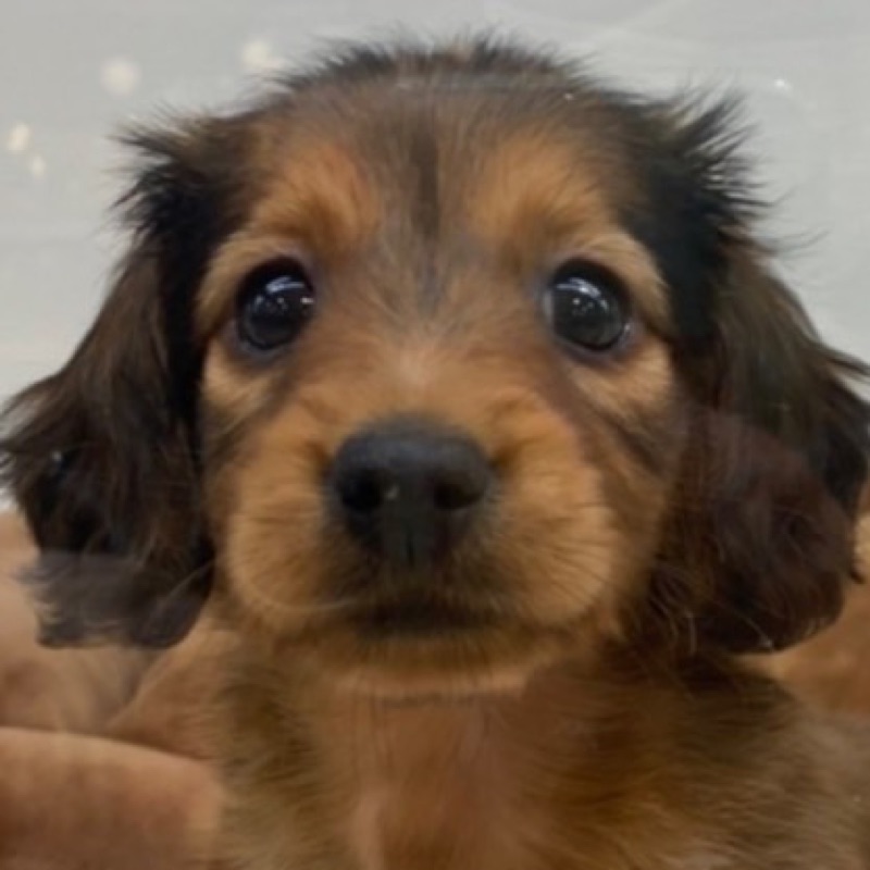 サンタの奥さま