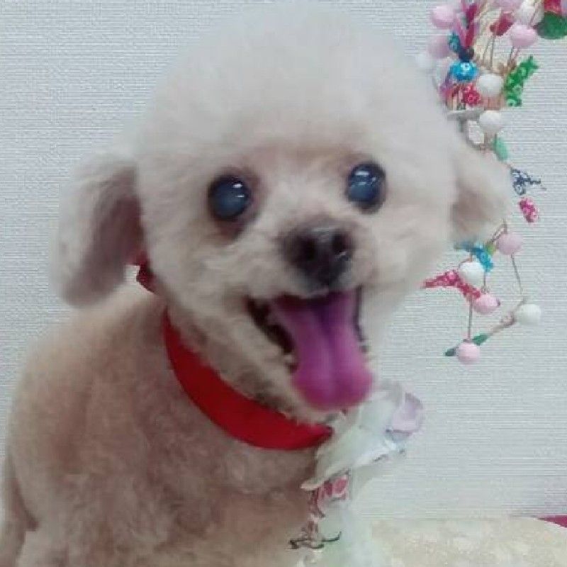 土井喜代美