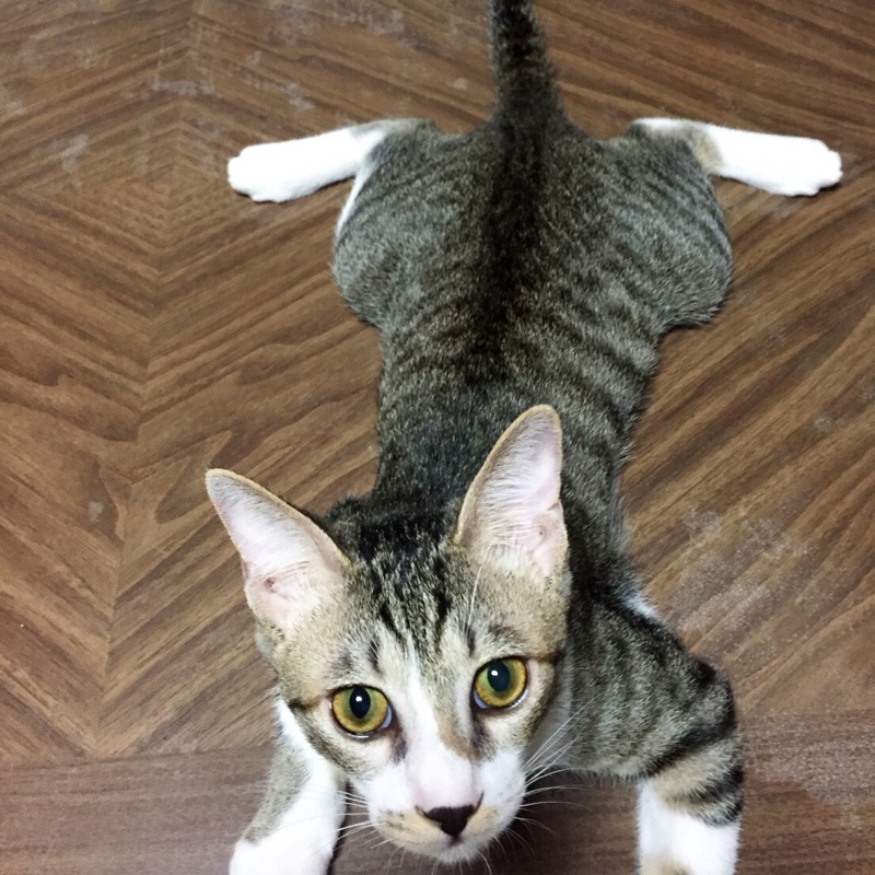 内藤真紀