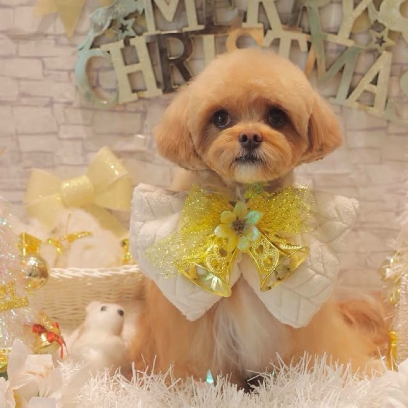 白石　やすひさ