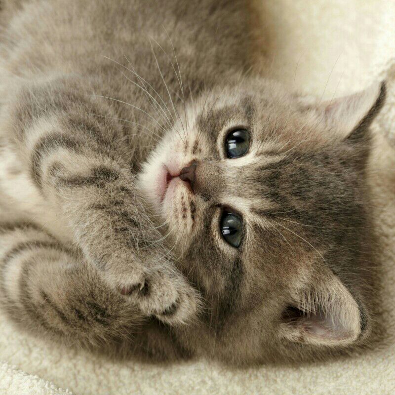 ショートケーキ