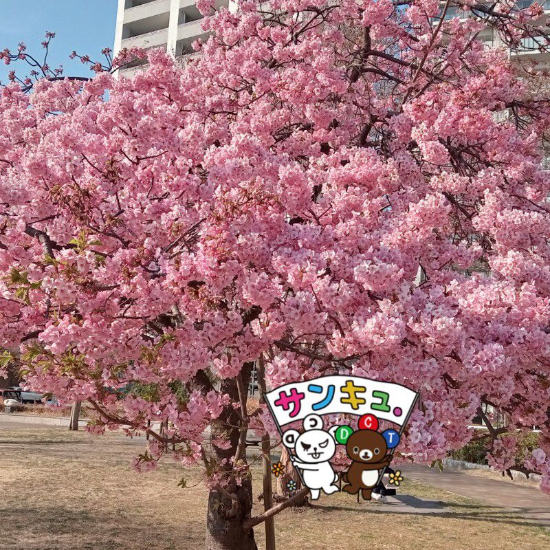 橋本　みどり