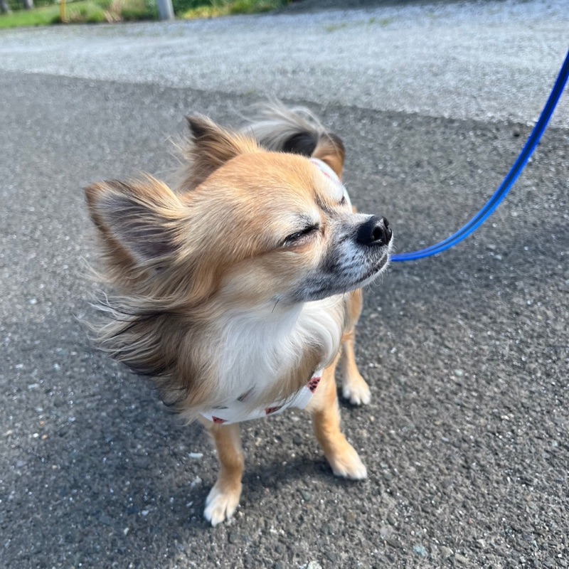 みく