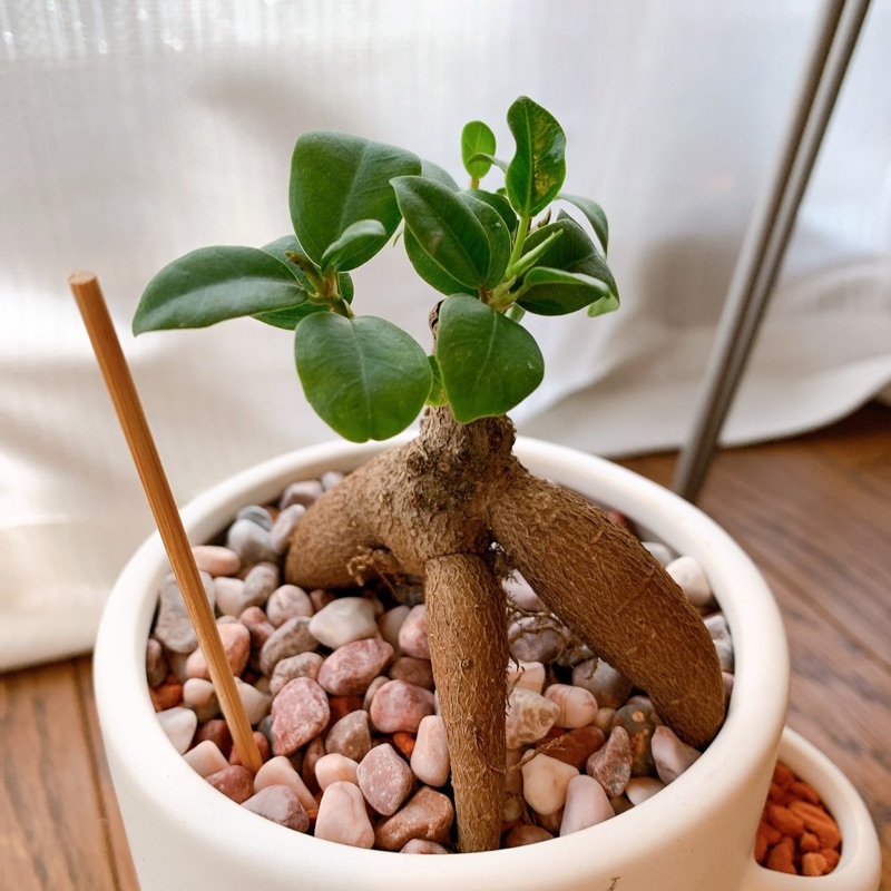 勝原由紀子
