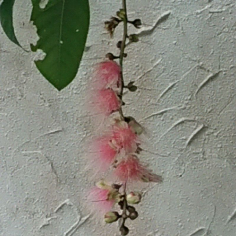 桜井　薫