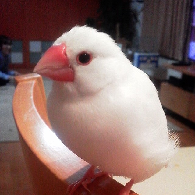 志谷仁子