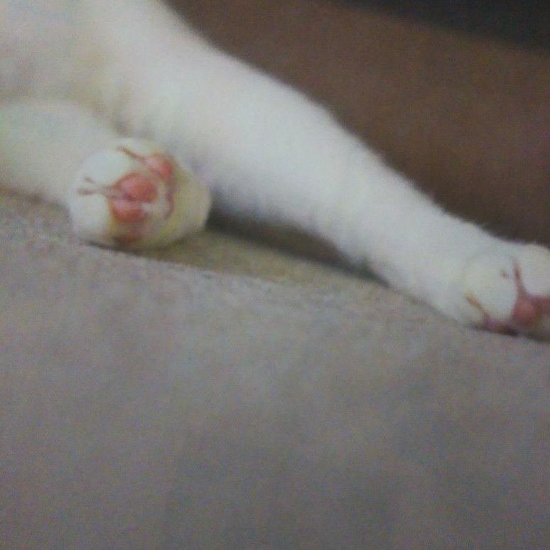 ほしこ
