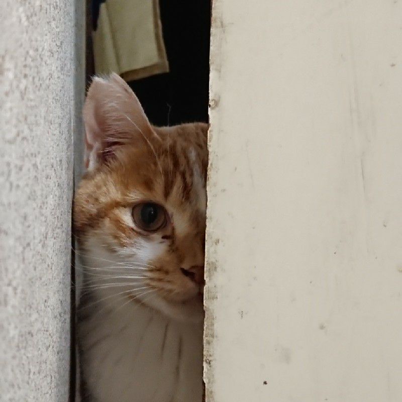NORIKO