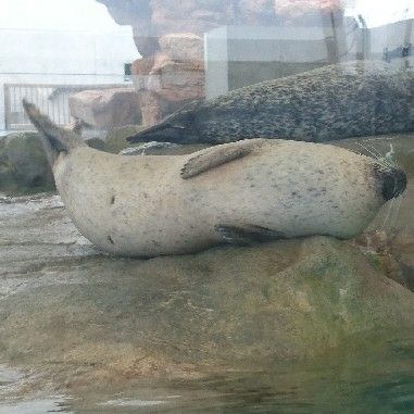 もち