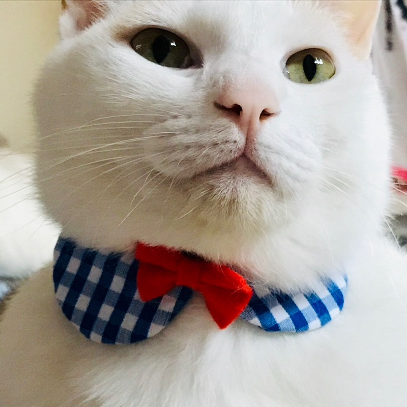 加茂あや