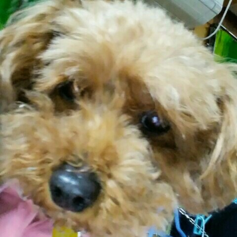 あいちゃんママ