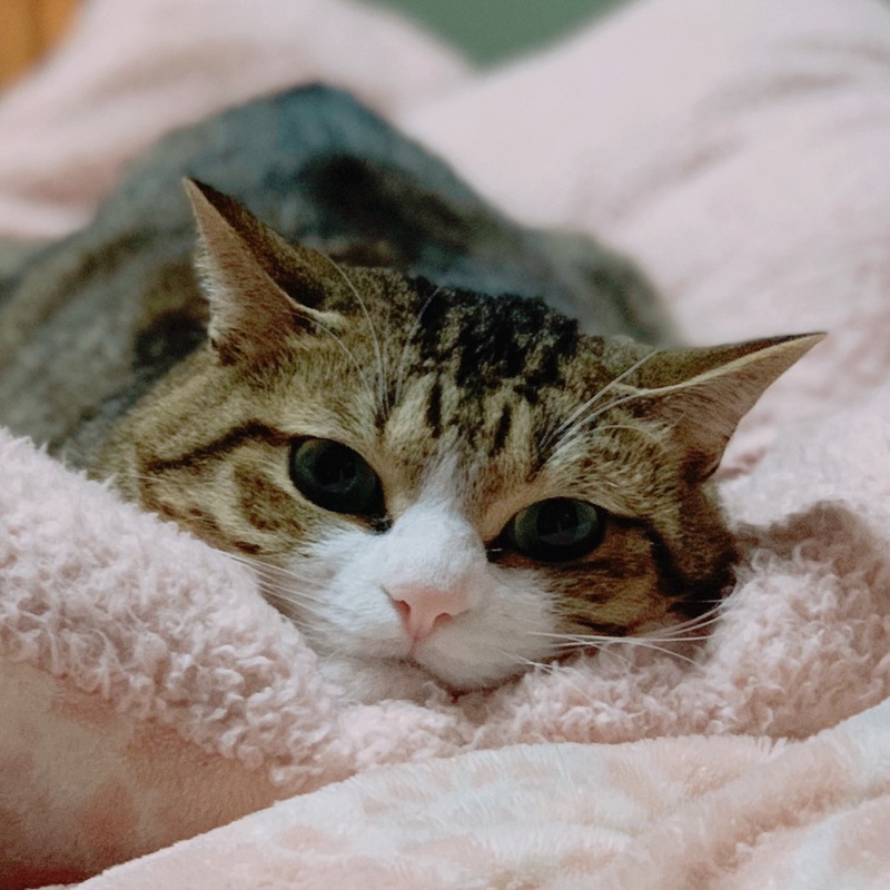 たつお