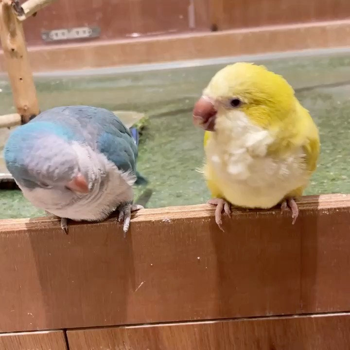 ぴ
