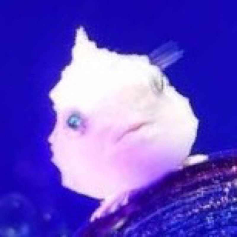 ユリ
