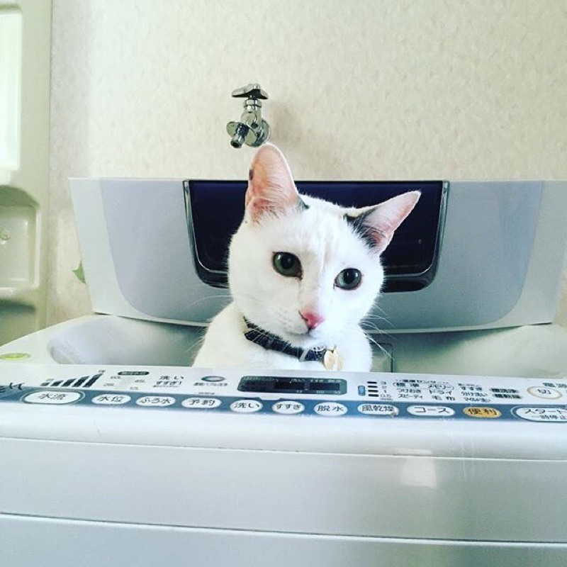 えつこ