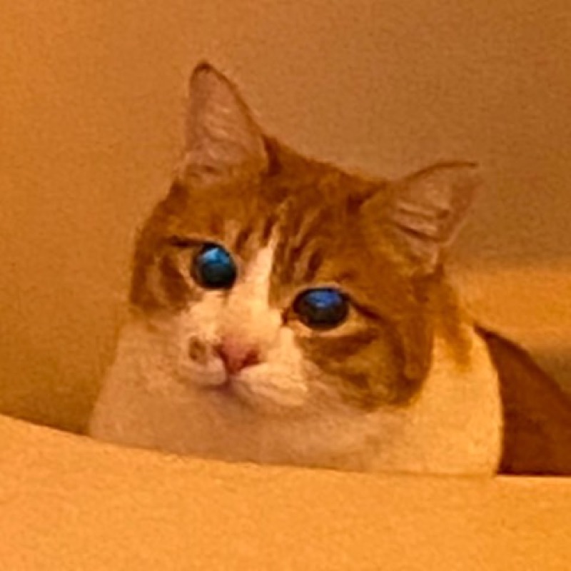 上垣内嘉代子