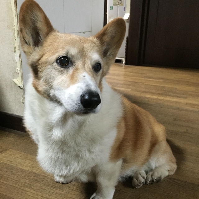 ななちゃん