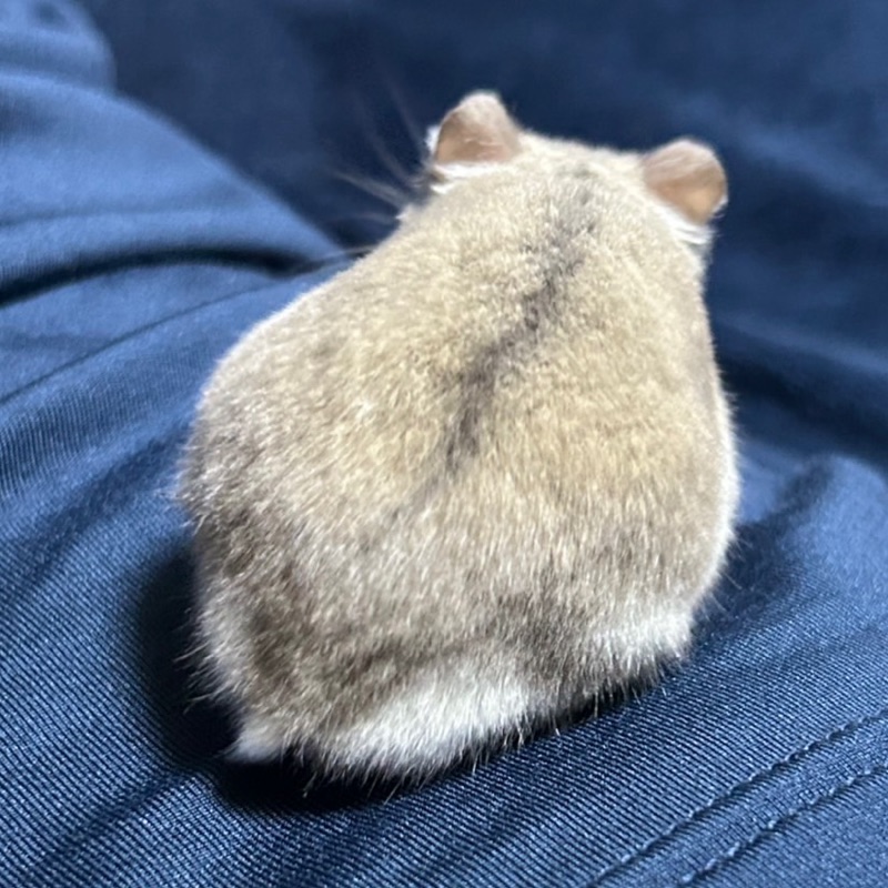 りんか