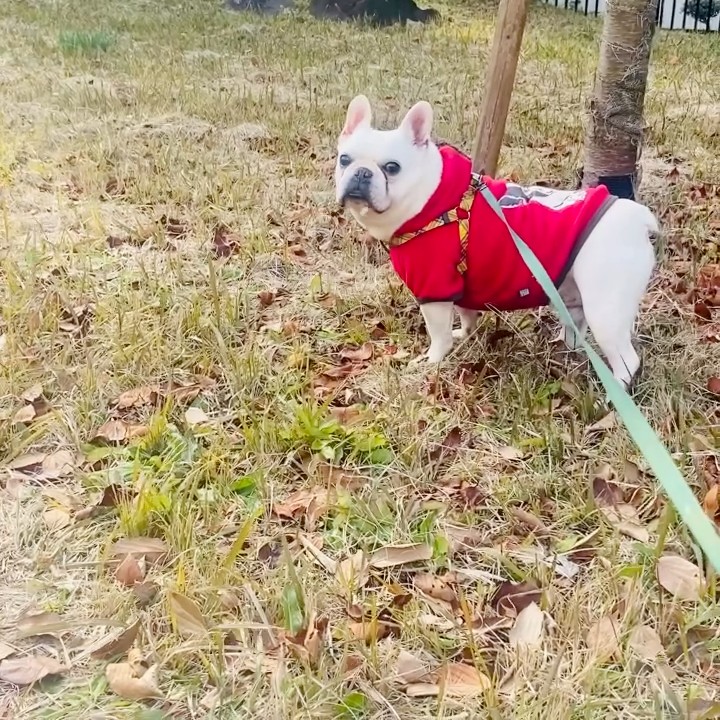 よーちゃん