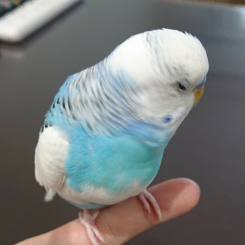 コダマ