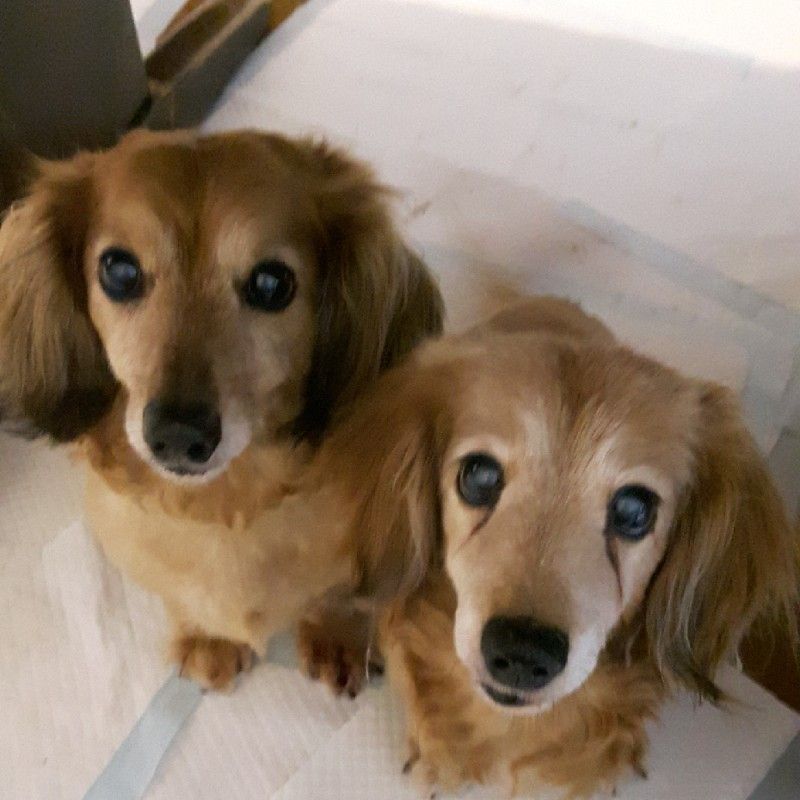 ヒメ