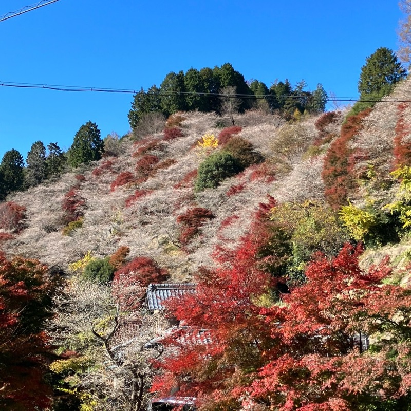吉田　千晴