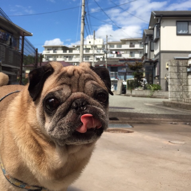 森本由加里