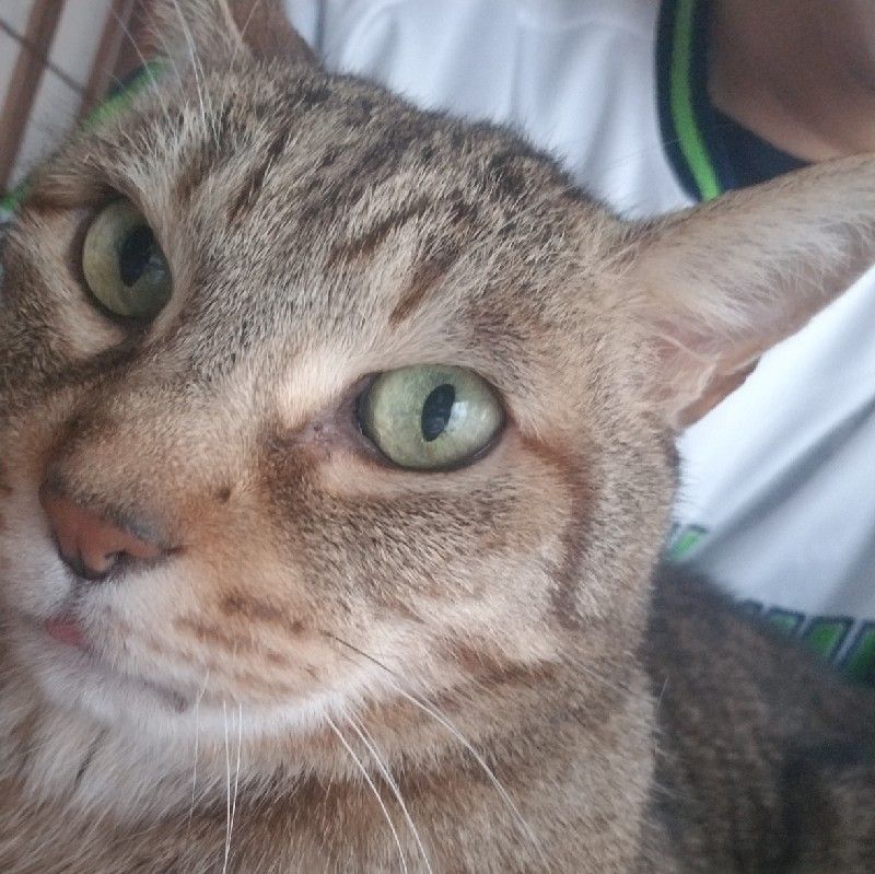 新井