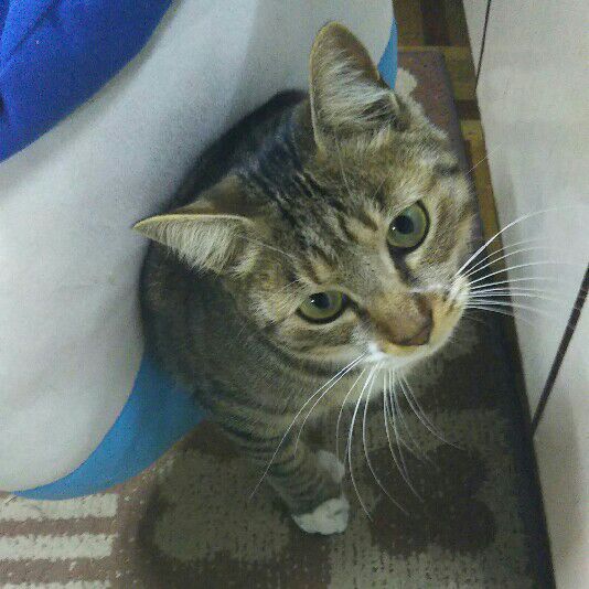 増井ふくみ