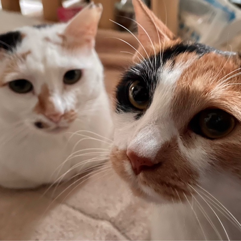 よっこ