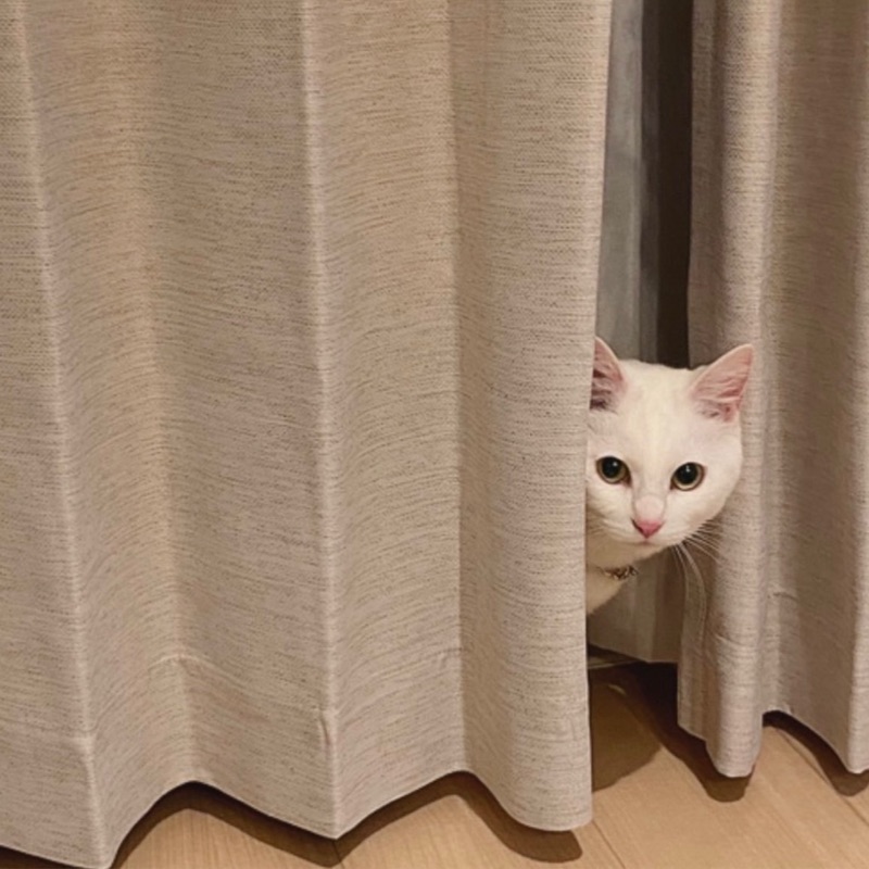 ﾎﾟﾝｺｯﾂｫ