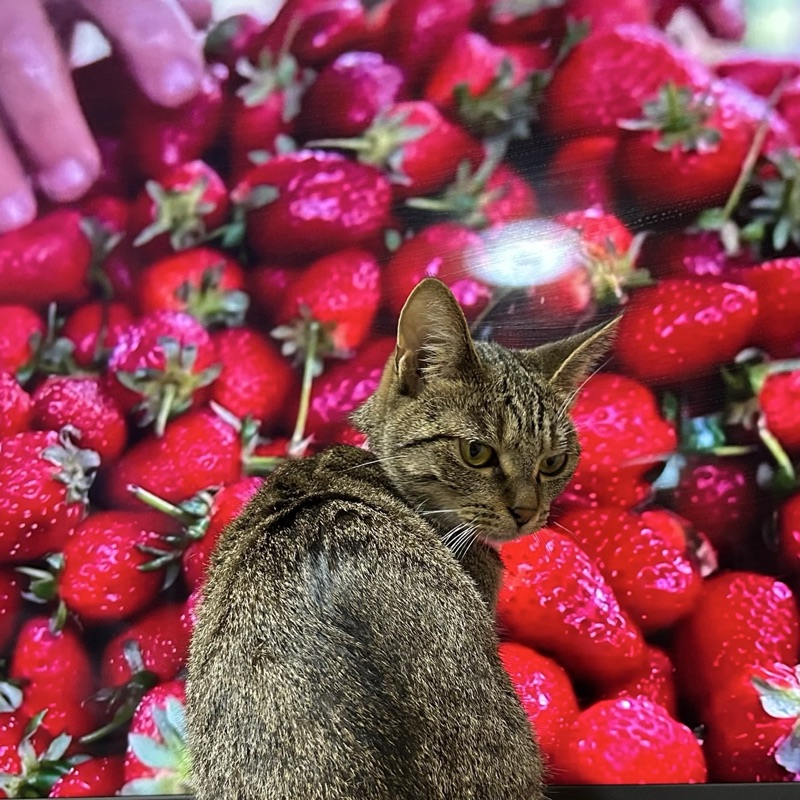 原　菜々子