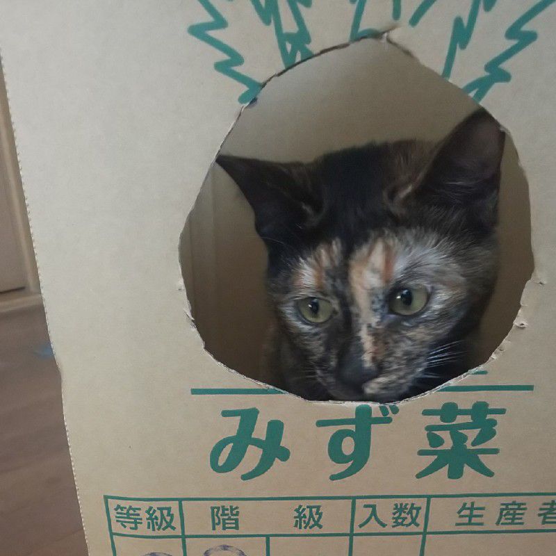 よしだ